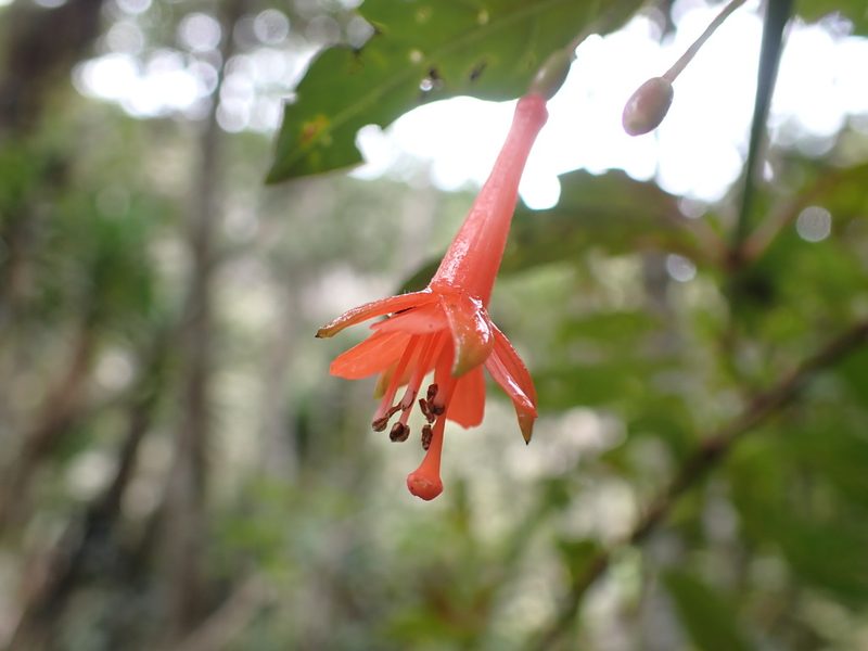 Fuchsia sanctae-rosae, photographed by Skjold Søndergaard