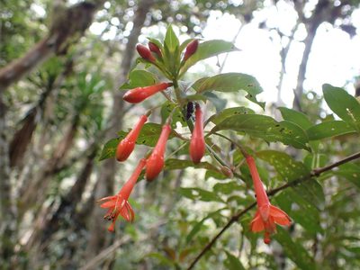 Fuchsia sanctae-rosae, photographed by Skjold Søndergaard
