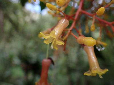 Palicourea thyrsiflora, photographed by Skjold Søndergaard