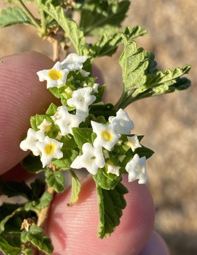 Lantana dinteri, photographed by Dave U