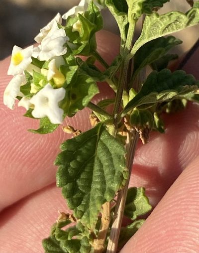 Lantana dinteri, photographed by Dave U