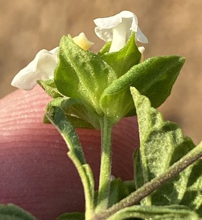 Lantana dinteri, photographed by Dave U