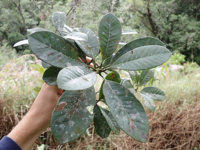 Lucuma bifera, photographed by Skjold Søndergaard