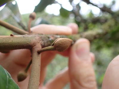 Lucuma bifera, photographed by Skjold Søndergaard