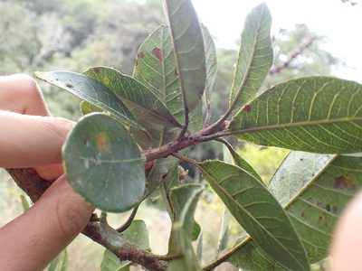 Lucuma bifera, photographed by Skjold Søndergaard