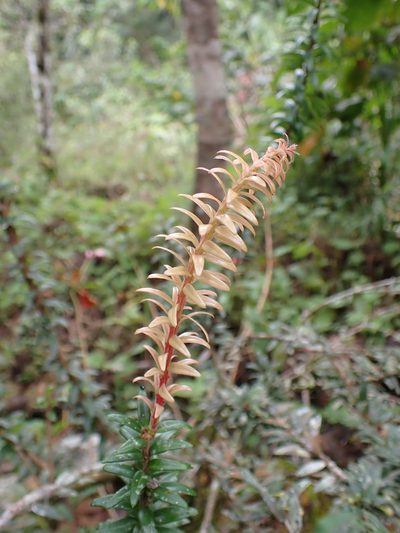 Demosthenesia pearcei, photographed by Skjold Søndergaard