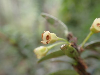 Demosthenesia pearcei, photographed by Skjold Søndergaard