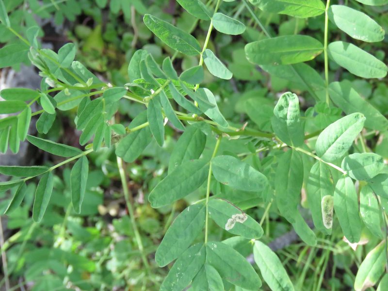 Astragalus americanus, photographed by Erin Springinotic