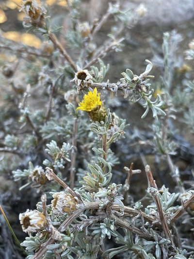 Oedera humilis, photographed by Matt Berger