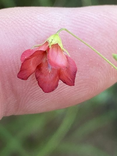 Hermannia modesta, photographed by Dave U