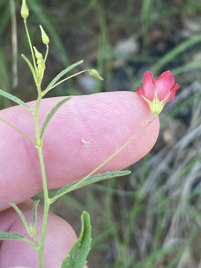 Hermannia modesta, photographed by Dave U