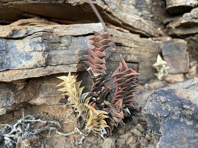 Haworthiopsis viscosa, photographed by Matt Berger