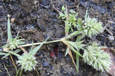 Eragrostis reptans, photographed by saltyhiker