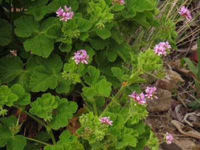 Pelargonium vitifolium, photographed by Jeremy Gilmore