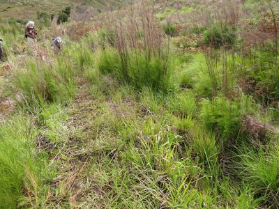Baeometra uniflora, photographed by Jeremy Gilmore