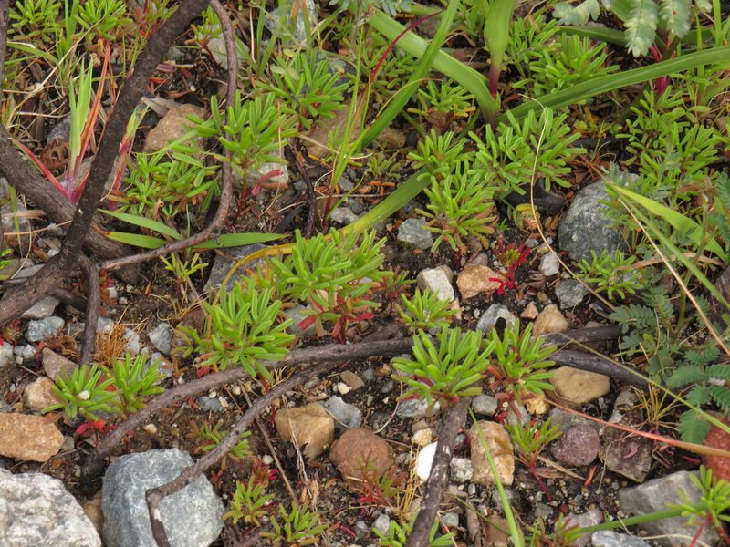 Oxalis glabra, photographed by Jeremy Gilmore