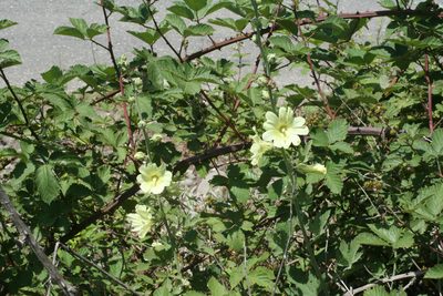 Alcea rugosa, photographed by Oleg Kosterin