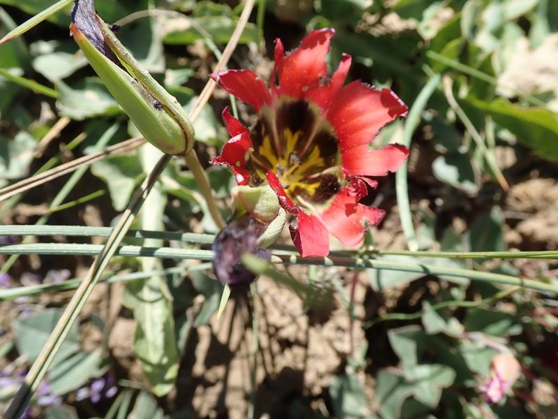 Romulea sabulosa, photographed by Peter Warren