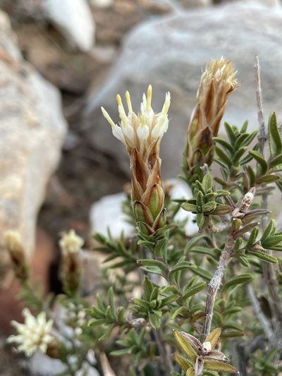 Pteronia hutchinsoniana, photographed by Matt Berger