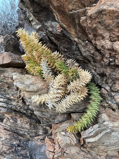 Astroloba spirella, photographed by Matt Berger