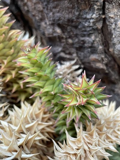 Astroloba spirella, photographed by Matt Berger