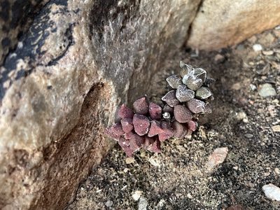 Anacampseros arachnoides