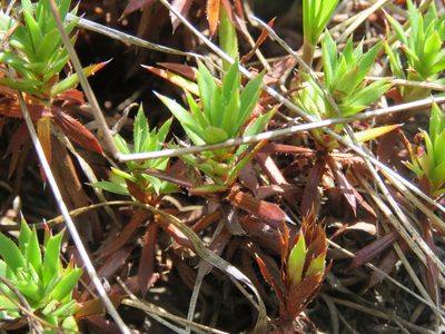 Saxifraga tricuspidata, photographed by Erin Springinotic