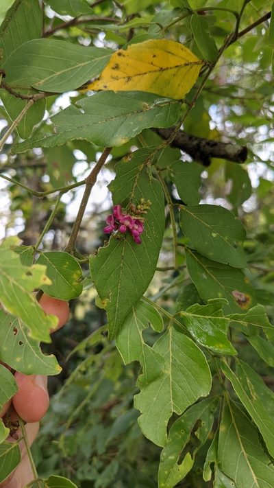 Lonchocarpus parviflorus, photographed by Jake Rehage