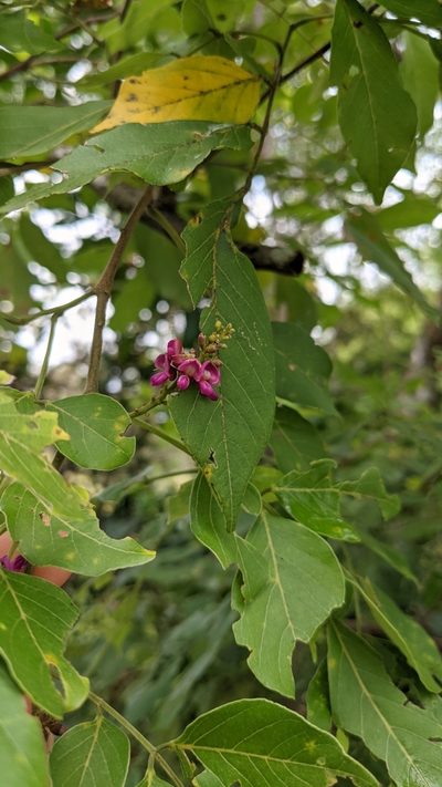 Lonchocarpus parviflorus, photographed by Jake Rehage