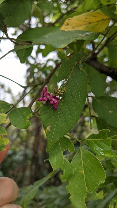 Lonchocarpus parviflorus, photographed by Jake Rehage