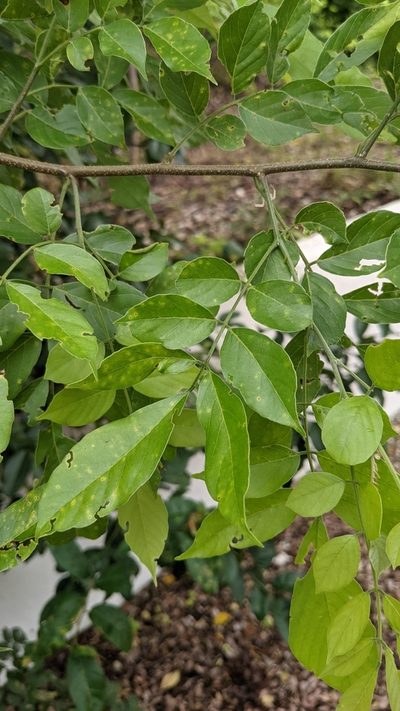 Lonchocarpus parviflorus, photographed by Jake Rehage