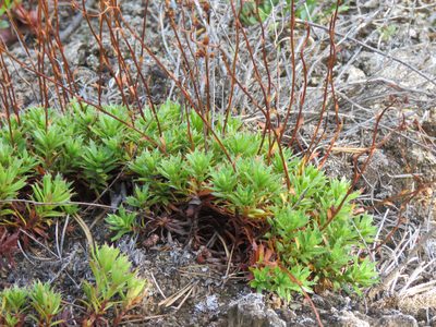 Saxifraga tricuspidata, photographed by Erin Springinotic