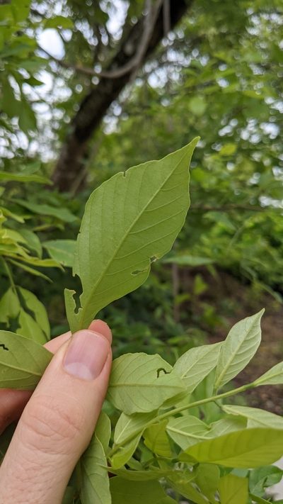 Lonchocarpus parviflorus, photographed by Jake Rehage
