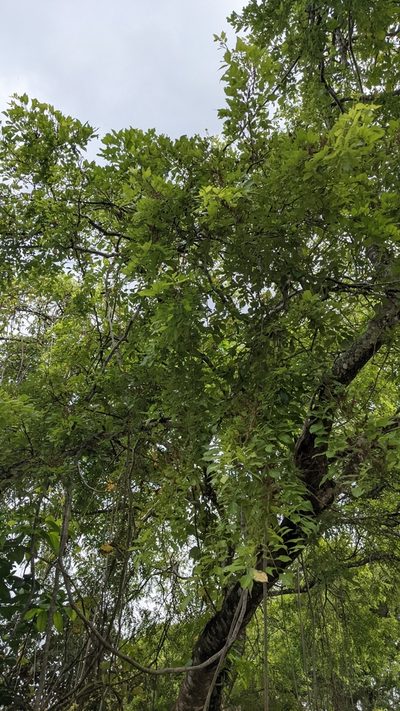 Lonchocarpus parviflorus, photographed by Jake Rehage