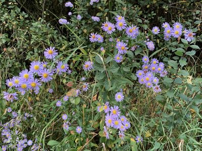 Aster amellus, photographed by Katrin Simon