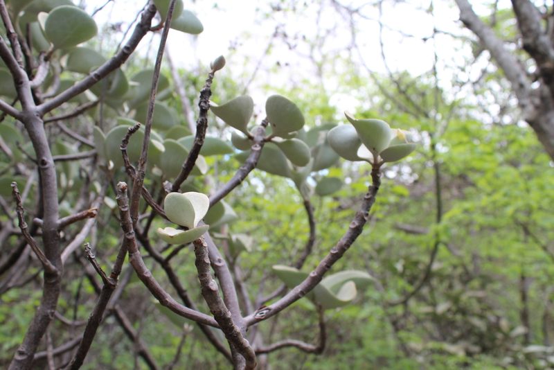 Kalanchoe orgyalis, photographed by Michael A. Alcorn
