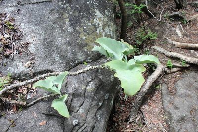 Kalanchoe beharensis, photographed by Michael A. Alcorn
