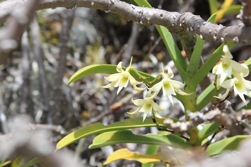 Sobennikoffia humbertiana, photographed by Michael A. Alcorn