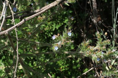 Echium italicum, photographed by Oleg Kosterin