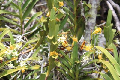 Sobennikoffia humbertiana, photographed by Michael A. Alcorn