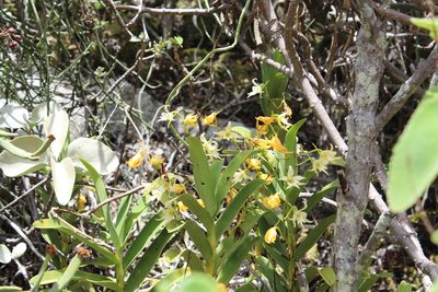 Sobennikoffia humbertiana, photographed by Michael A. Alcorn