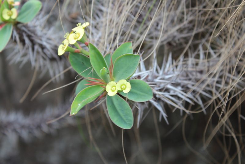 Euphorbia fianarantsoae, photographed by Michael A. Alcorn