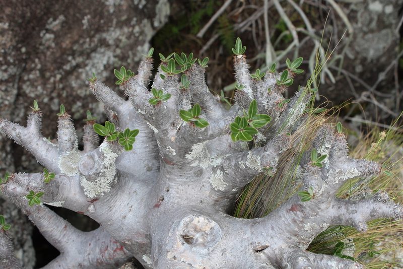 Pachypodium densiflorum, photographed by Michael A. Alcorn
