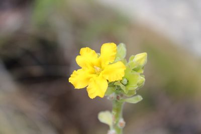 Pachypodium densiflorum, photographed by Michael A. Alcorn