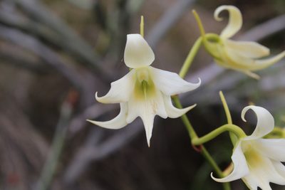 Sobennikoffia humbertiana, photographed by Michael A. Alcorn