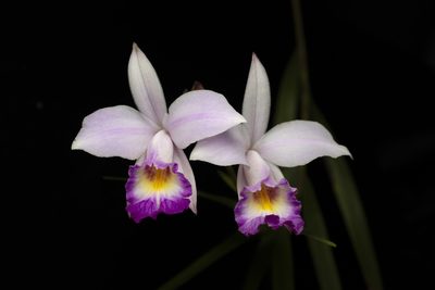 Arundina graminifolia, photographed by Lawrence Hylton