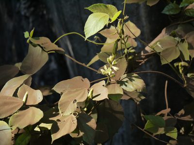 Rhynchosia hirta, photographed by Dinesh Valke