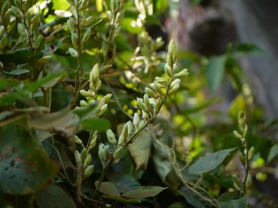 Rhynchosia hirta, photographed by Dinesh Valke