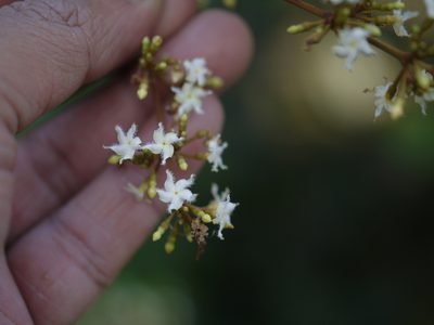 Ichnocarpus frutescens, photographed by Dinesh Valke
