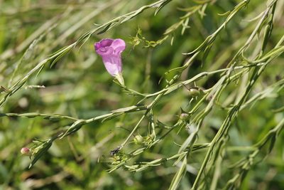 Agalinis heterophylla, photographed by Rich Sommer